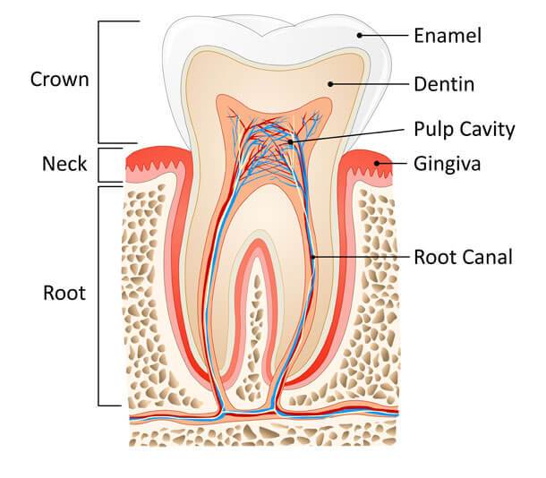 Root Canals Root Canals